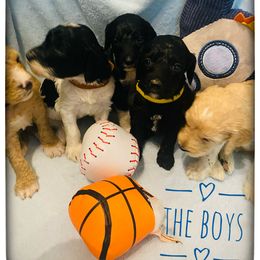 Goldendoodle Puppies from Dallas Golden Doodles