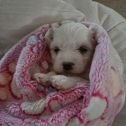 Amari - White female Maltese puppy in Ludington, Michigan from OT Maltese & Co