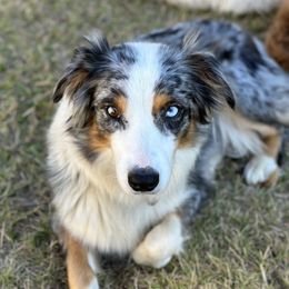 Sasha - Australian Shepherd