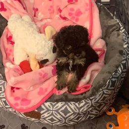 Dachshunds, Mal-Shis, Maltipoos, and Yorkipoos from H&S pets