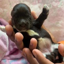 Aurora - Phantom female Bernedoodle puppy in Decatur, Tennessee from Diamond's Doodles