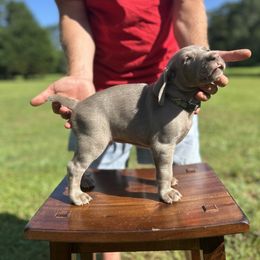 Weimaraner Puppies from Georgia Line Weimaraners