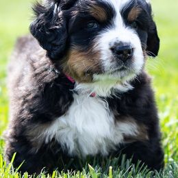 Bernese Mountain Dog Puppies from Mountain Dog Kennel