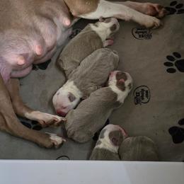 Boston Terrier puppies from Razmom's Boston Terriers