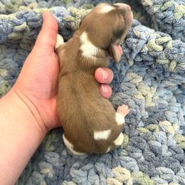 Girl 1 - Dapple female Dachshund puppy in Colville, Washington from G&B Iron Mountain Dachshunds