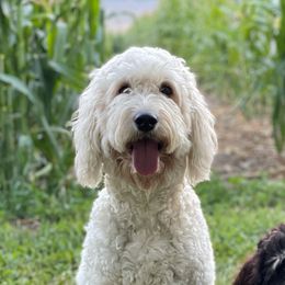 Sami - Goldendoodle