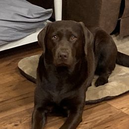 Sasha - Labrador Retriever