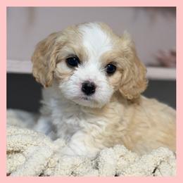 Boo - Blenheim male Cavachon puppy in Smoot, Wyoming from Designer Mountain Mutts
