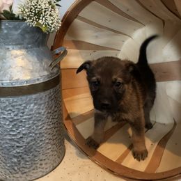 Groot - German Shepherd puppy in Jacksonville, Florida from J & J Ranch