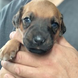 PopTart - Wheaten blk nose female Rhodesian Ridgeback puppy in Alabama from Celtic Lore Ridgebacks