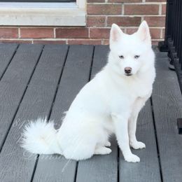Maya - Pomsky