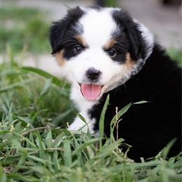 Raspberry pie - Black tri female Miniature American Shepherd puppy in Groesbeck, Texas from Epic Miniature American Shepherds