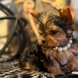Itty bitty RHINESTONE - Blue and gold female Yorkshire Terrier puppy in Taylorsville, North Carolina from SilverLining highlands and hounds