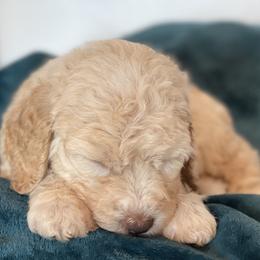 Labradoodle Puppies from I Love U Back Labradoodles, LLC