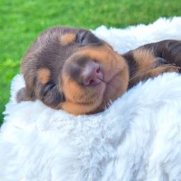 Sleepy - Chocolate and tan female Dachshund puppy in Jackson, Tennessee from BlackPine Kennels