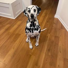 Dalmatian All Grown Up from Rosais Acres LLC