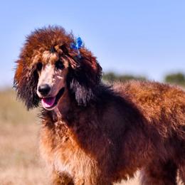 Kitty - Poodle