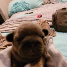 French Bulldog Puppies from 4 Leaf Frenchies