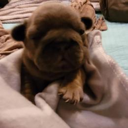 French Bulldog Puppies from 4 Leaf Frenchies