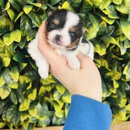 Jimmy Choo - Black and tan parti male Pomeranian puppy in Buck Valley, Pennsylvania from Buck Valley Pomeranians