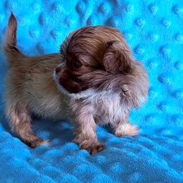 Girl 1 - Brindle and white female Shih Tzu puppy in Florida from Shih tzus and Shorkies Galore