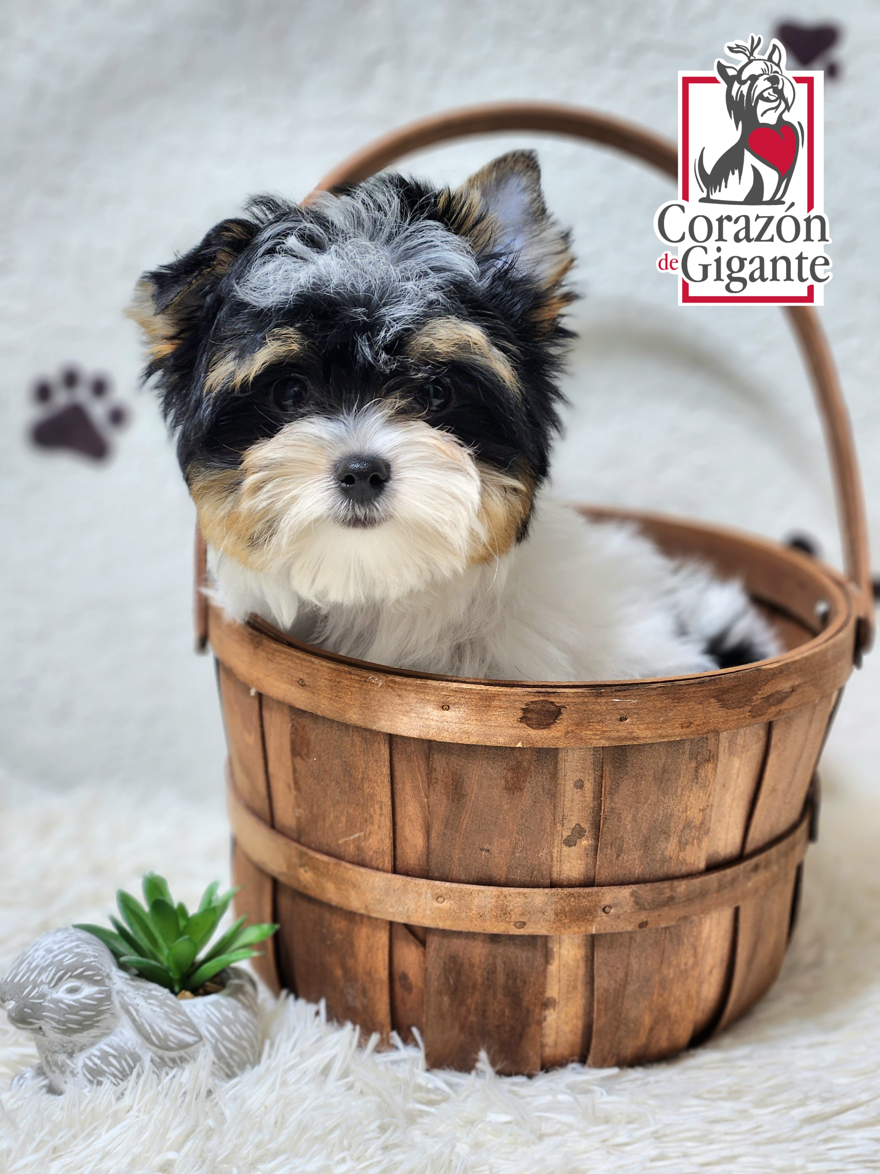 Biewer Terrier and Yorkshire Terrier Puppies from Corazón de gigante