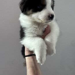 Girl 1 - Black tri female Miniature Australian Shepherd puppy in Santa Clarita, California from Scv minis