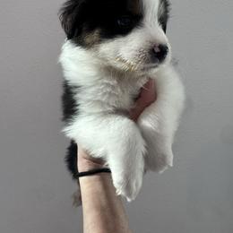 Girl 1 - Black tri female Miniature Australian Shepherd puppy in Santa Clarita, California from Scv minis