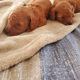 Poodle Puppies from Premier Poodle