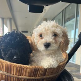 Maltipoo Puppies from Awwws-n-Pawws