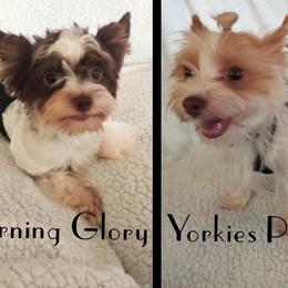 Annie Louise - Yorkshire Terrier