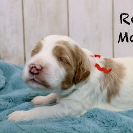 Red - Parti male Goldendoodle puppy in Maryville, Tennessee from Twin City Doodles