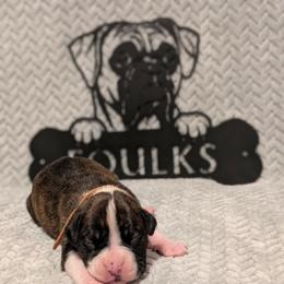 Orange collar - Brindle male Boxer puppy in Mount Zion, Illinois from Foulk's Boxer Puppies