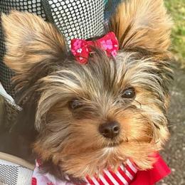 Yorkshire Terriers from Elisabeth Lundberg