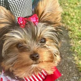 Yorkshire Terriers from Elisabeth Lundberg