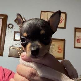Baby A1A - White black and tan female Toy Fox Terrier puppy in Clermont, Florida from Debbie Hiles's Toy Fox Terriers