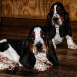 Basset Hound Puppies from Bear Foot Bassets Of West Virginia