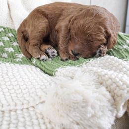 Carol - Red  female Goldendoodle puppy in Warsaw, Ohio from Lovabledoodles