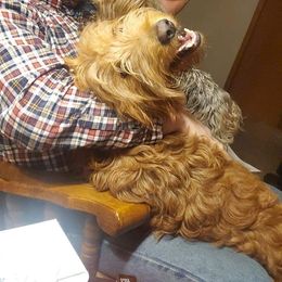 Sammy - Goldendoodle