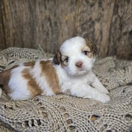 Twinkie - Liver and white male Shih Tzu puppy in Mountain Grove, Missouri from Precious Puppies