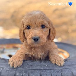 November - Red  Goldendoodle puppy in Lancaster, Minnesota from North Star Dog Training