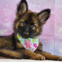German Shepherd Puppies from Raven Oak's Shepherds
