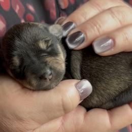 Luna - Salt and pepper female Miniature Schnauzer puppy in Hull, Georgia from Ardent Miniature Schnauzers of Athens