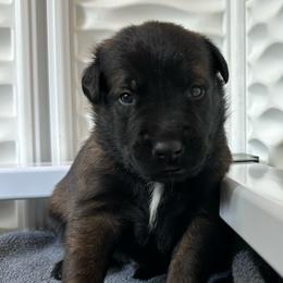 Blue - Red sable male Belgian Malinois puppy in Ellerbe, North Carolina from Grand Prix Kennel