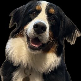 Rose - Bernese Mountain Dog
