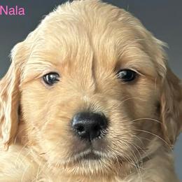 Nala - Golden female Golden Retriever puppy in Vail, Arizona from Retrievers Gold AZ