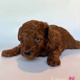 Poodle Puppies from The Sweet Life of a Toy Poodle