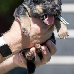 German Shepherd Puppies from Vom Haus Rabenstein