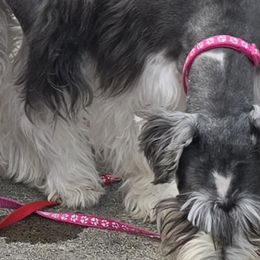 Miniature Schnauzers from Suncoast Miniature Schnauzers