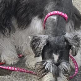Miniature Schnauzers from Suncoast Miniature Schnauzers